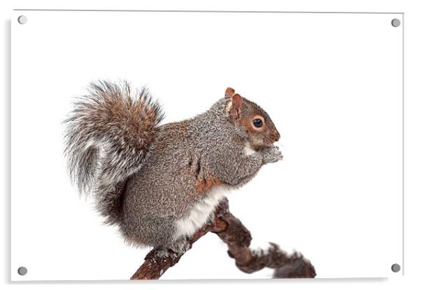 Grey Squirrel Acrylic by Grant Glendinning
