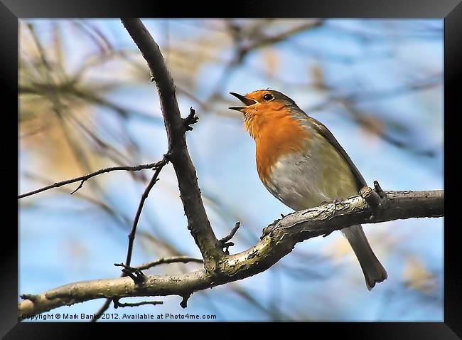 Singing It''s Heart Out Framed Print by Mark  F Banks