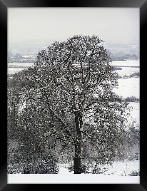 Tree in Snow  Framed Print by Matthew jones