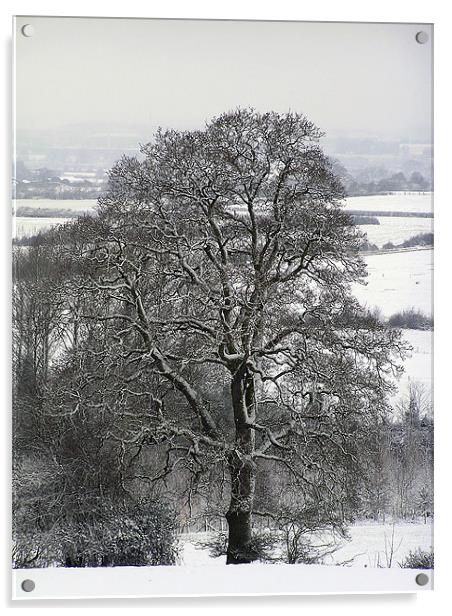 Tree in Snow  Acrylic by Matthew jones