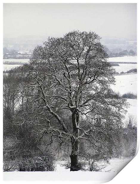 Tree in Snow  Print by Matthew jones