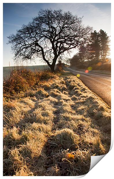 Warm Winter Light Print by Tracey Whitefoot