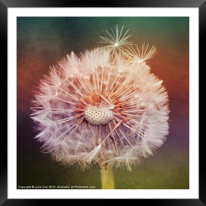 Softly Softly Framed Mounted Print by Julie Coe