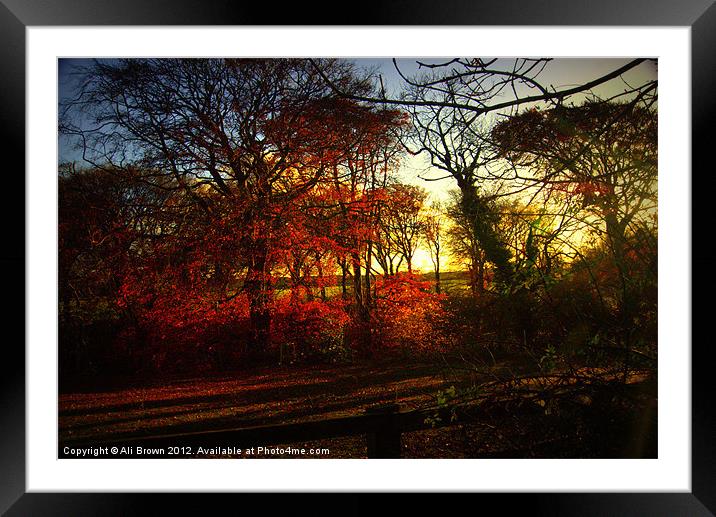 Autumn Colours Framed Mounted Print by Ali Brown