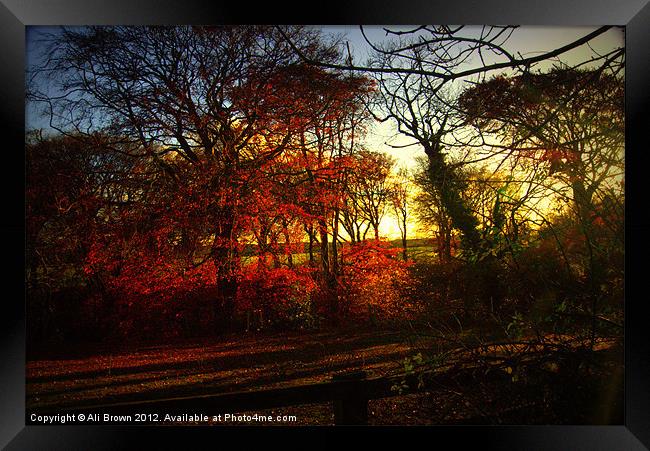 Autumn Colours Framed Print by Ali Brown