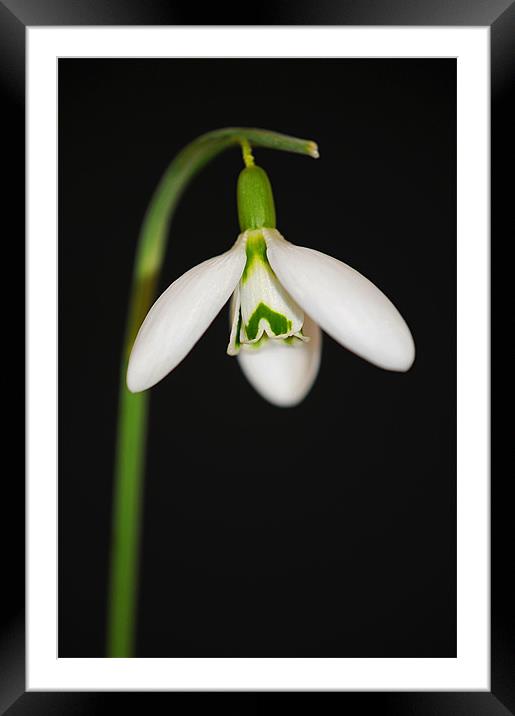 Elegant Snowdrop Framed Mounted Print by Claire Hartley
