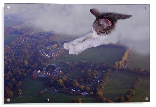 Charlie - Super cat  Acrylic by David Turnbull