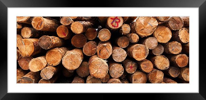 Cut tree logs Alps Italy Framed Mounted Print by Greg Marshall