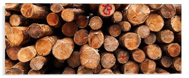 Cut tree logs Alps Italy Acrylic by Greg Marshall