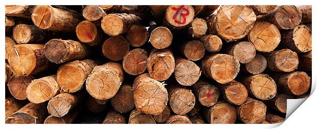 Cut tree logs Alps Italy Print by Greg Marshall