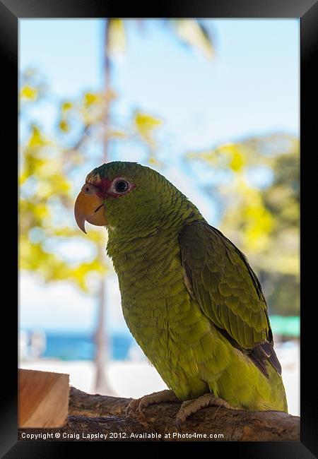 baby parrot Framed Print by Craig Lapsley