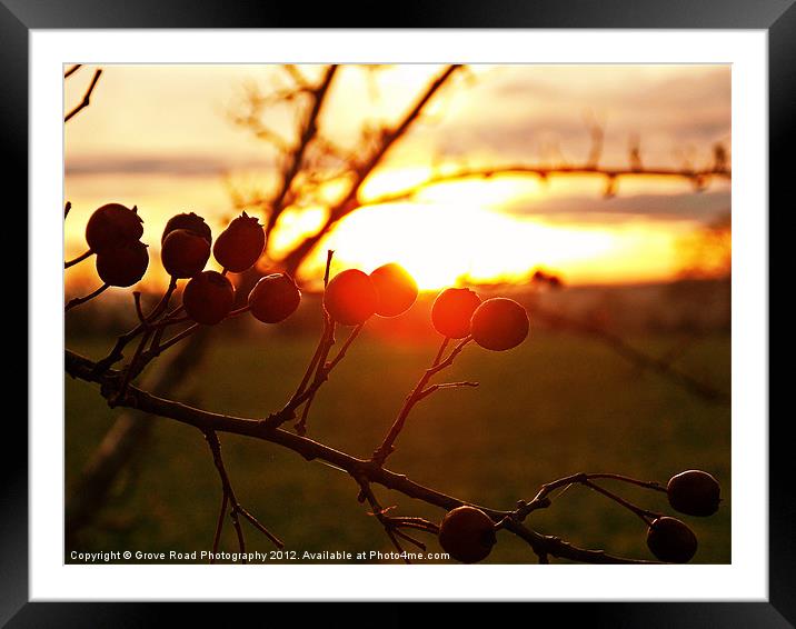 Winter Berries Framed Mounted Print by Grove Road Photography
