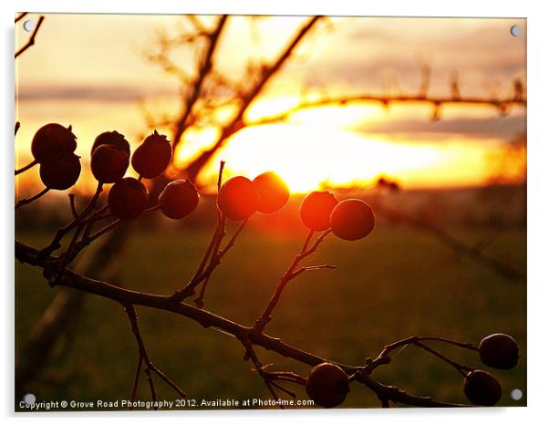 Winter Berries Acrylic by Grove Road Photography