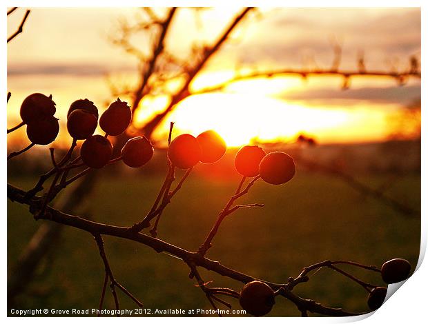 Winter Berries Print by Grove Road Photography