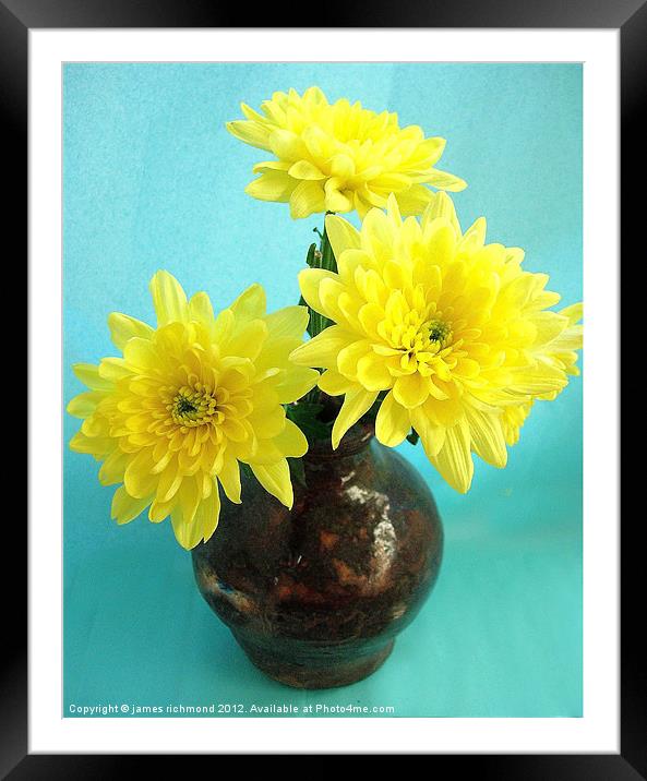 Yellow Chrysanthemum Framed Mounted Print by james richmond