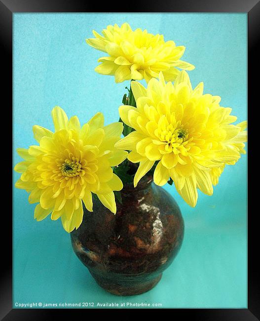 Yellow Chrysanthemum Framed Print by james richmond