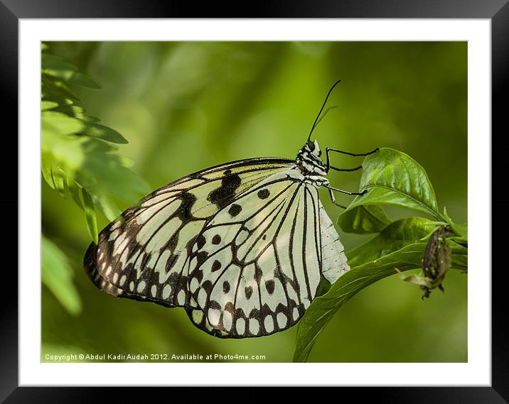 The Paper Kite Butterfly Framed Mounted Print by Abdul Kadir Audah