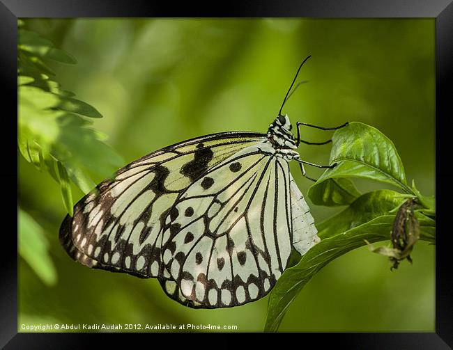 The Paper Kite Butterfly Framed Print by Abdul Kadir Audah