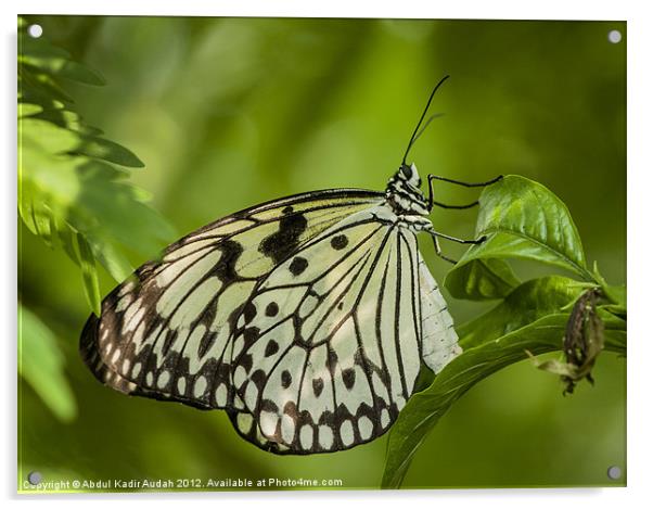 The Paper Kite Butterfly Acrylic by Abdul Kadir Audah