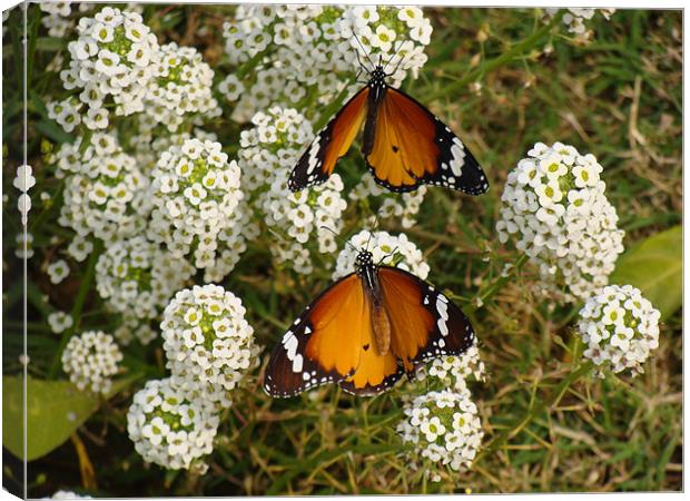 Two butterflies on a white flower...  Canvas Print by Ankit Mahindroo