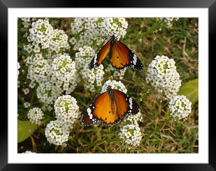 Two butterflies on a white flower...  Framed Mounted Print by Ankit Mahindroo
