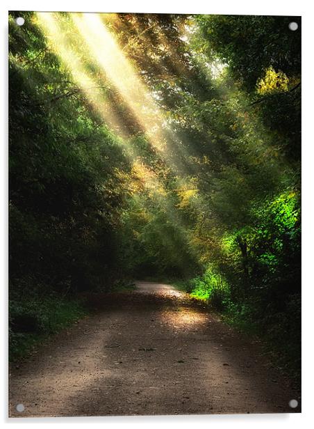 Woodland Walk Acrylic by Paul Fisher