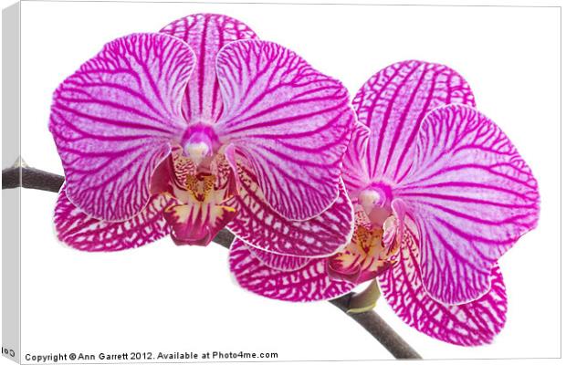 Pink Stripe Moth Orchid Canvas Print by Ann Garrett