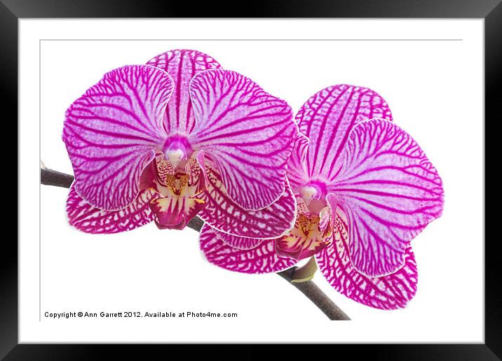 Pink Stripe Moth Orchid Framed Mounted Print by Ann Garrett