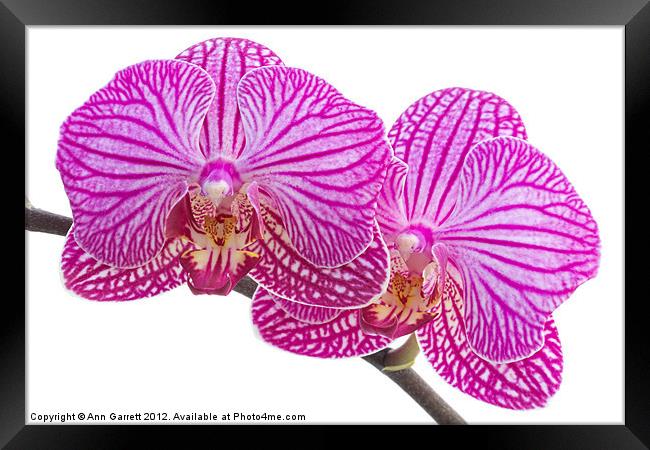 Pink Stripe Moth Orchid Framed Print by Ann Garrett