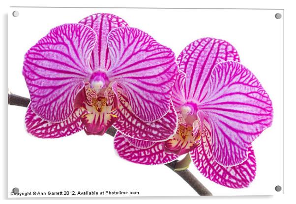 Pink Stripe Moth Orchid Acrylic by Ann Garrett