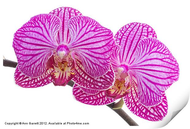 Pink Stripe Moth Orchid Print by Ann Garrett