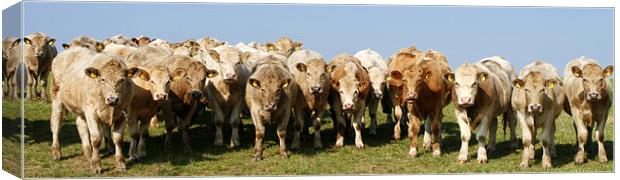 Herd of Cows Canvas Print by Mike Gorton