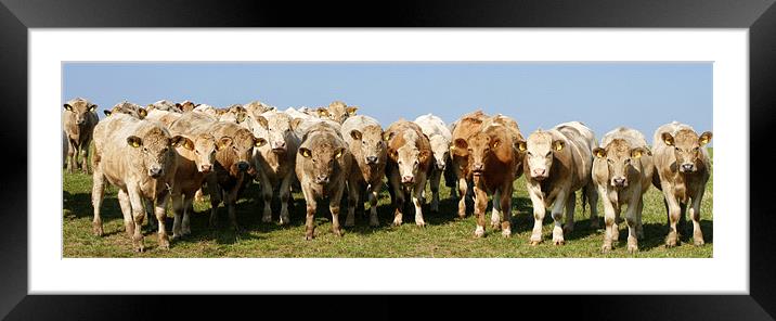 Herd of Cows Framed Mounted Print by Mike Gorton