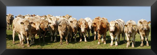 Herd of Cows Framed Print by Mike Gorton