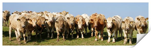 Herd of Cows Print by Mike Gorton
