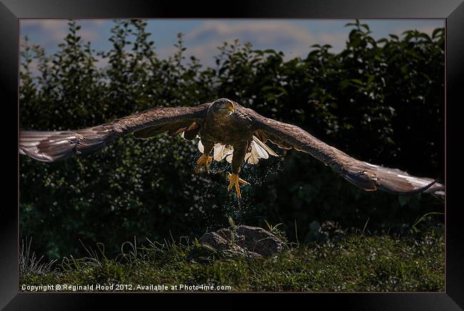 White Tailed Norwegian Fish Eagle Framed Print by Reginald Hood