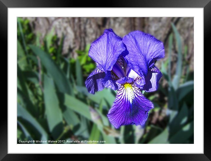 Purple Delight Framed Mounted Print by Michael Waters Photography