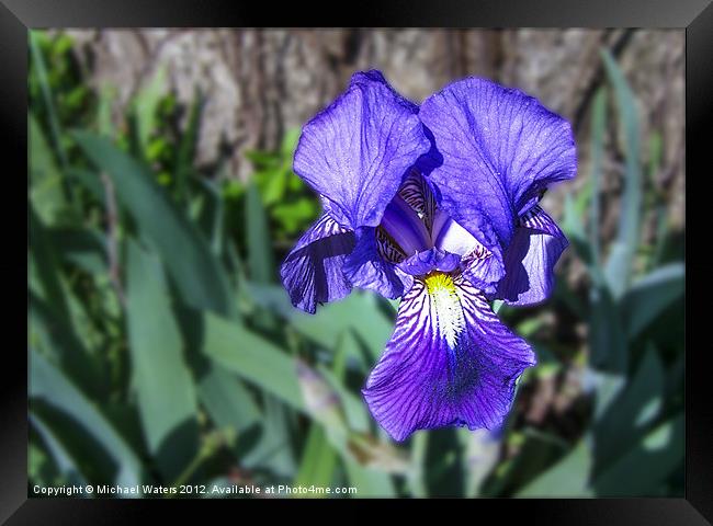 Purple Delight Framed Print by Michael Waters Photography