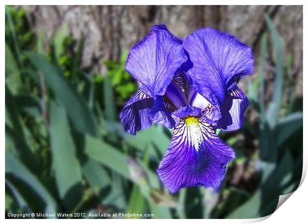 Purple Delight Print by Michael Waters Photography