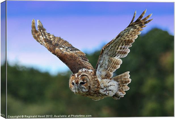 Tawny Owl Canvas Print by Reginald Hood