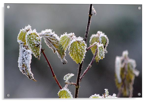 frost Acrylic by Gavin Wilson