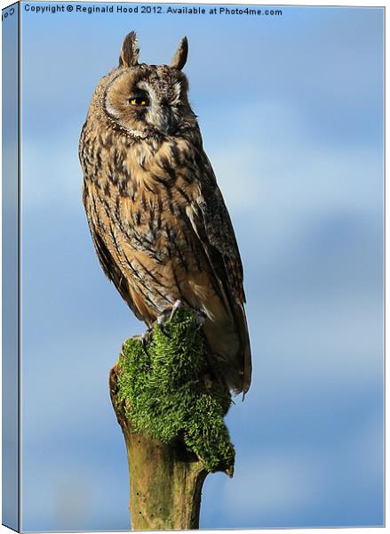 Long Eared Owl Canvas Print by Reginald Hood