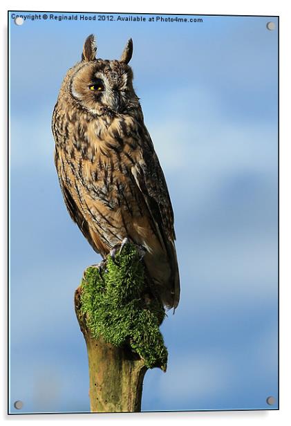 Long Eared Owl Acrylic by Reginald Hood