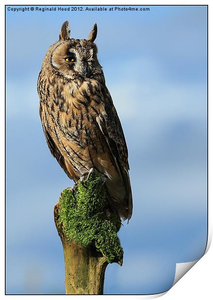 Long Eared Owl Print by Reginald Hood