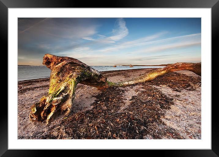 Beached Tree Framed Mounted Print by Keith Thorburn EFIAP/b