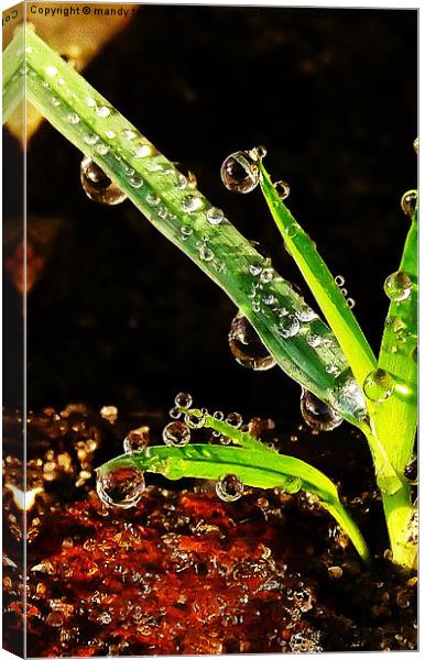 Droplets Canvas Print by mandy taylor