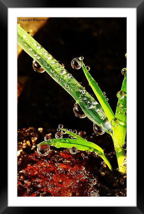 Droplets Framed Mounted Print by mandy taylor