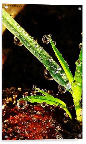 Droplets Acrylic by mandy taylor
