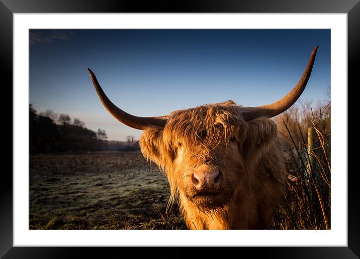 Highland Cow Framed Mounted Print by Simon Wrigglesworth