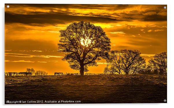 Sunrise Silhouette Acrylic by Ian Collins